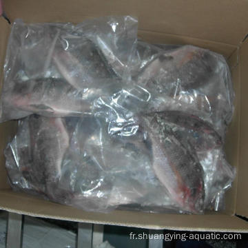 Tilapia Frozen Fish entier Round 500-800g Échec pour l&#39;échelle